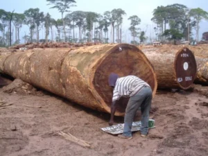 Bilinga