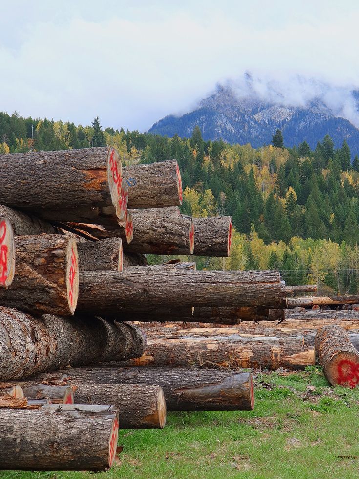 Acacia wood timber