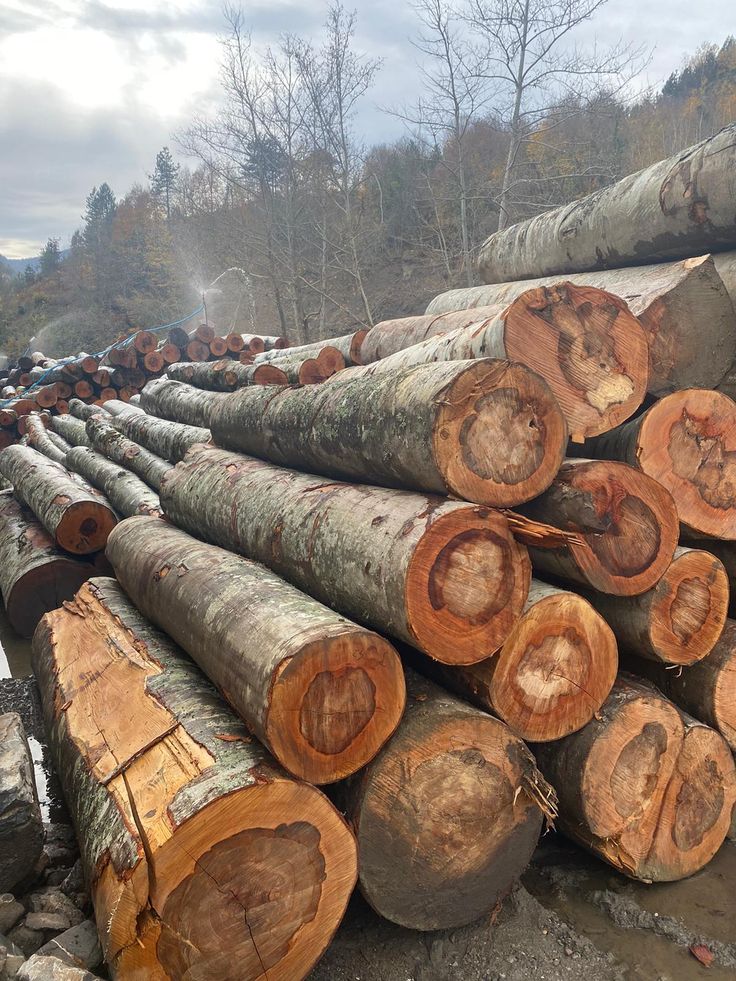 Acacia wood timber