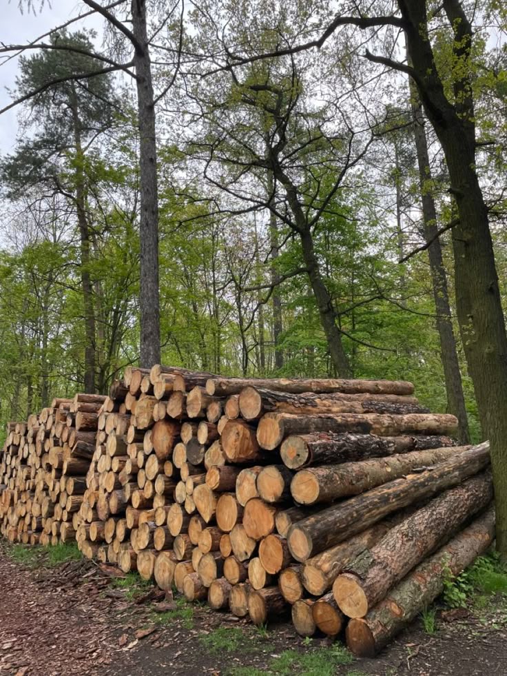 Air Dried vs Kiln Dried Wood: What Should You Know?
