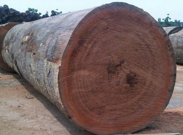Buy timber in cameroon