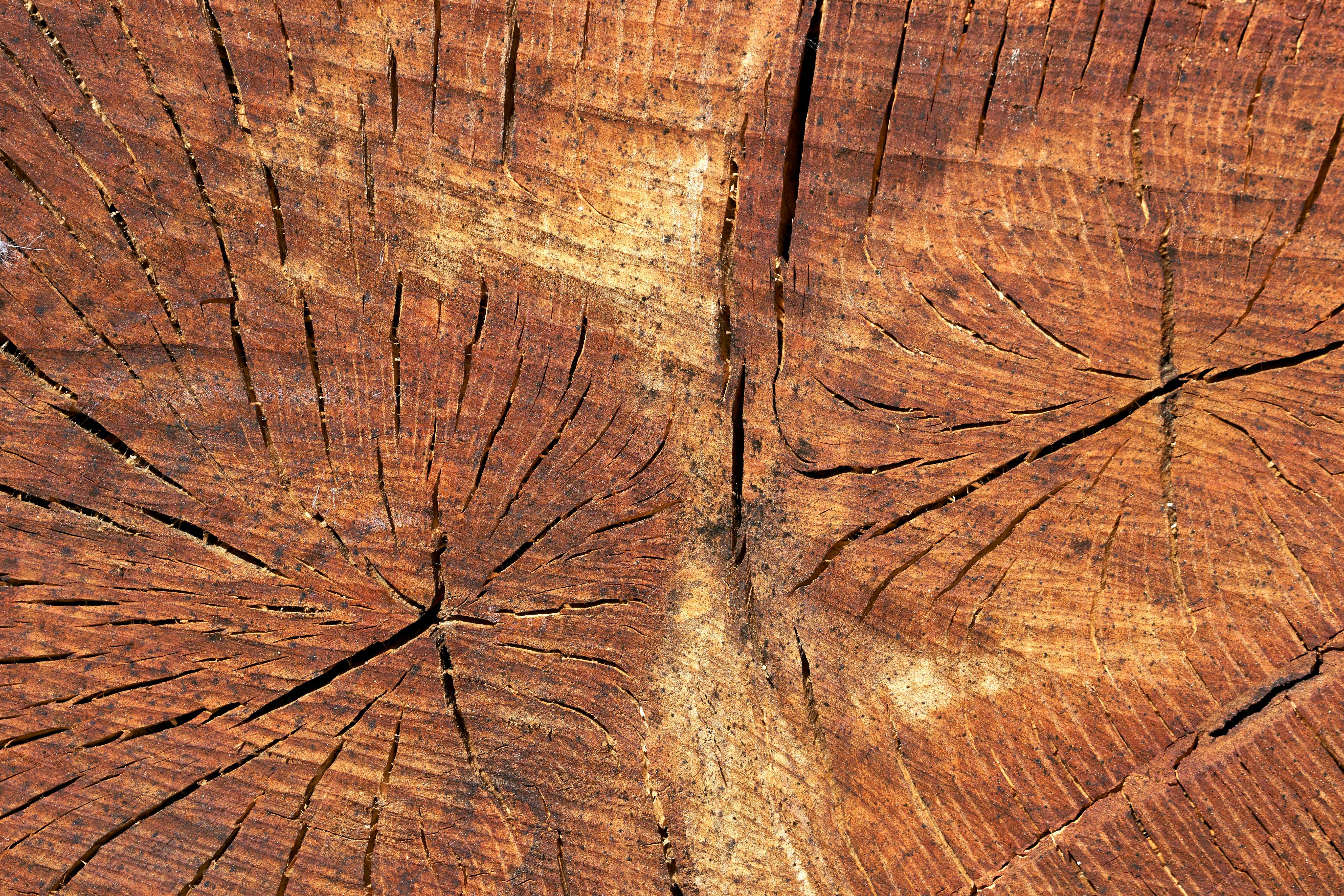 European hardwood board showing natural grain pattern