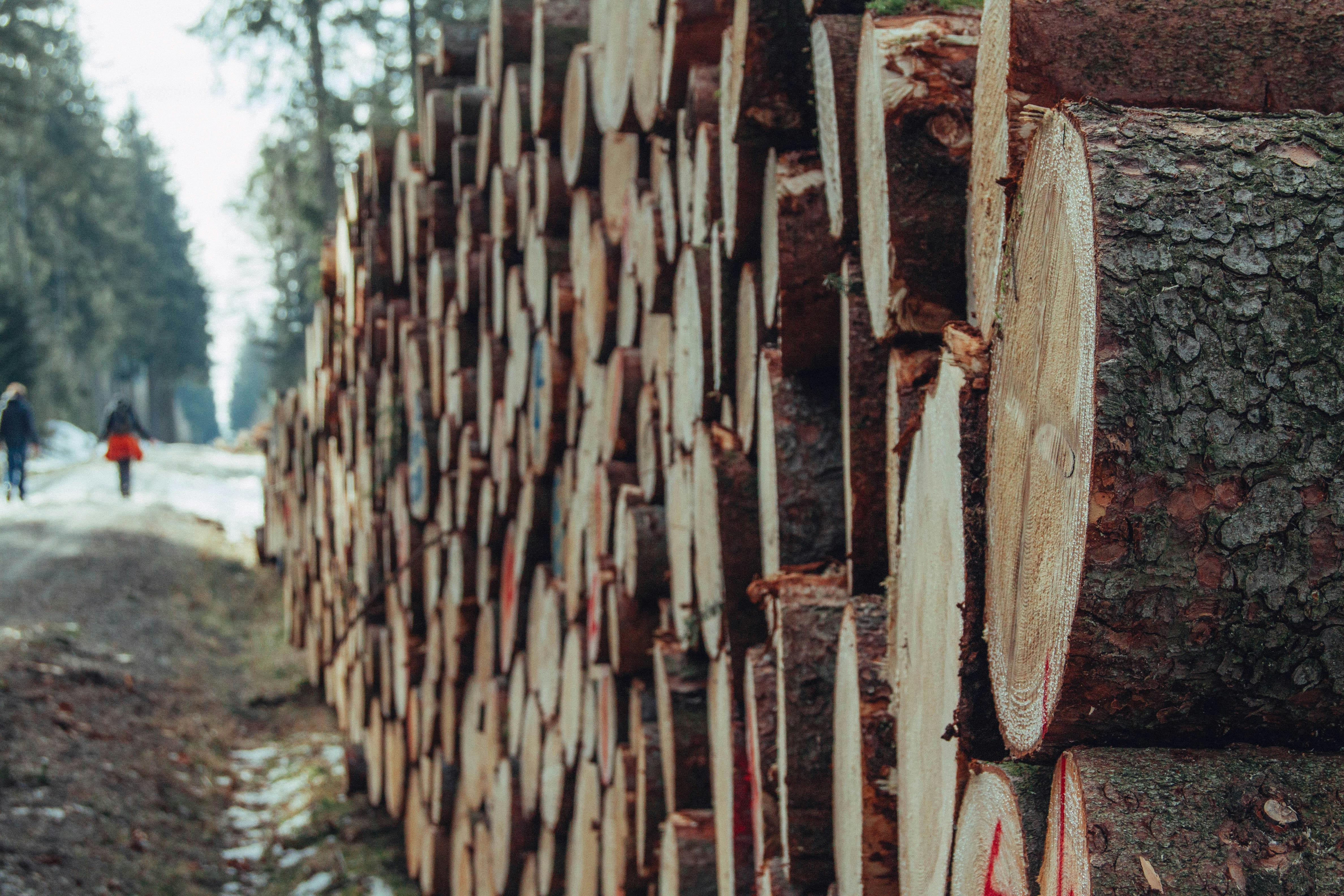 Cedar-Boat