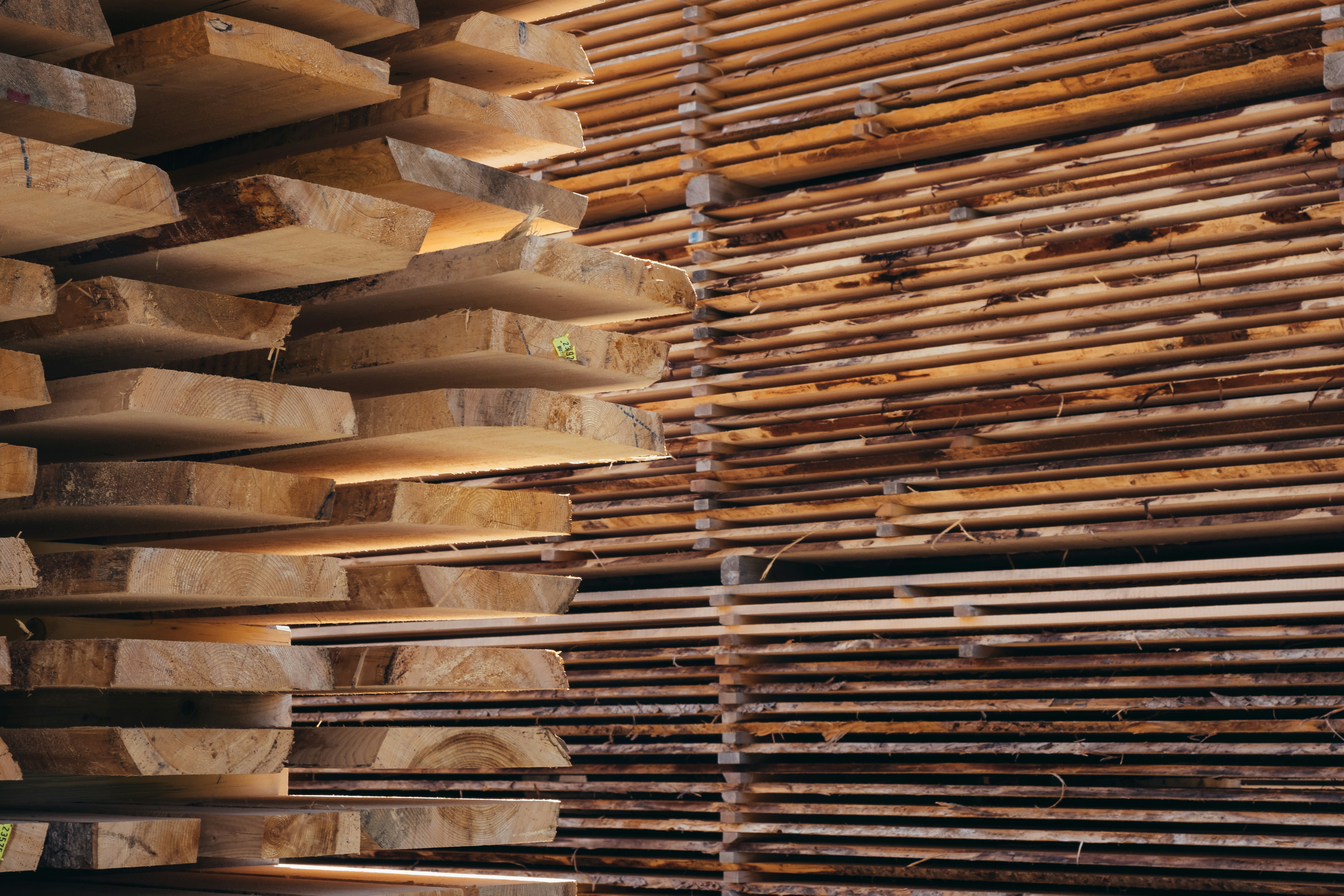 Trees are felled from Nebu Timber's licensed logging area.
