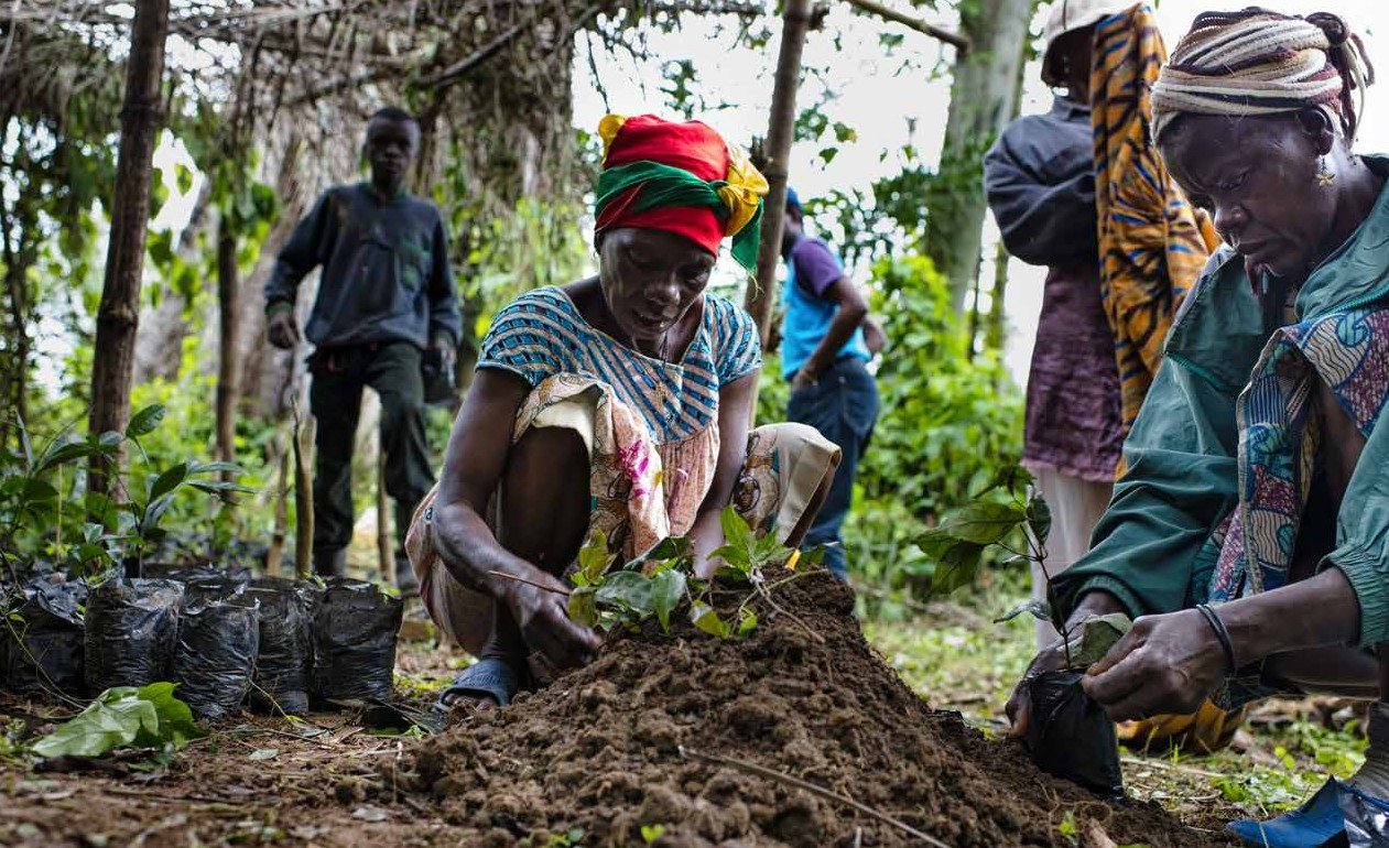 Reforestation Efforts