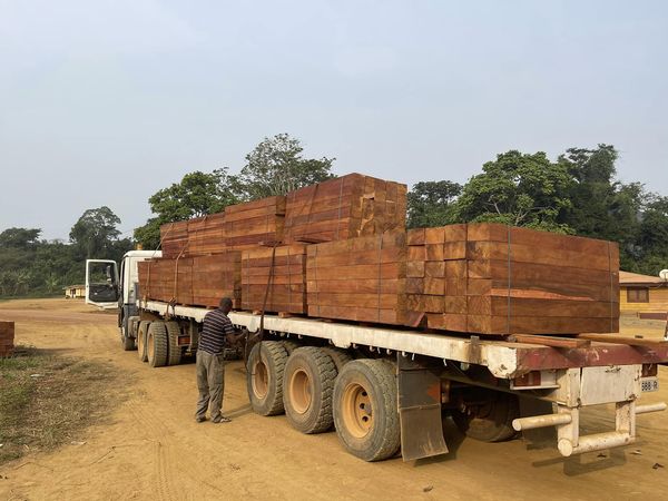 Iroko wood timber