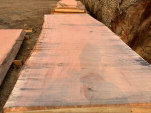 Nebu Timber-logging