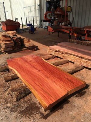 Poplar