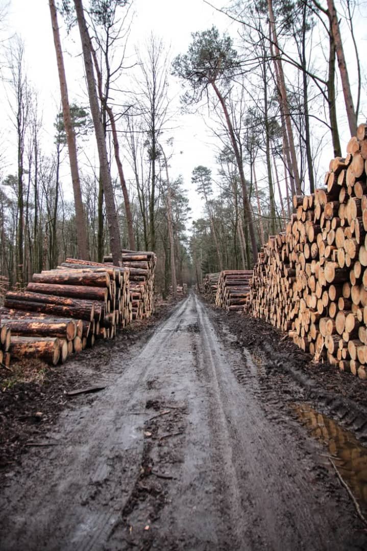 Acacia Wood: Properties, Characteristics & Uses