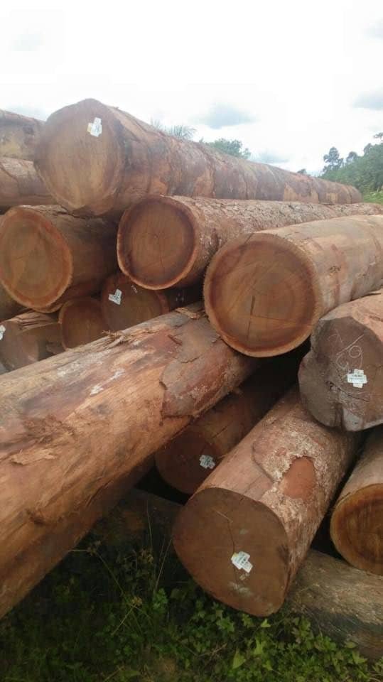 African Rosewood – The rarest wood in Africa?