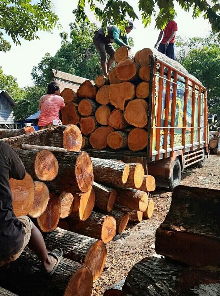 African Timber Market: From Scams to Sustainability