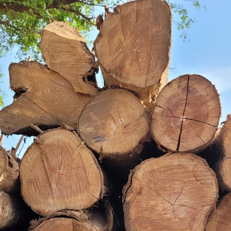 Alderwood: Properties, Characteristics & Uses