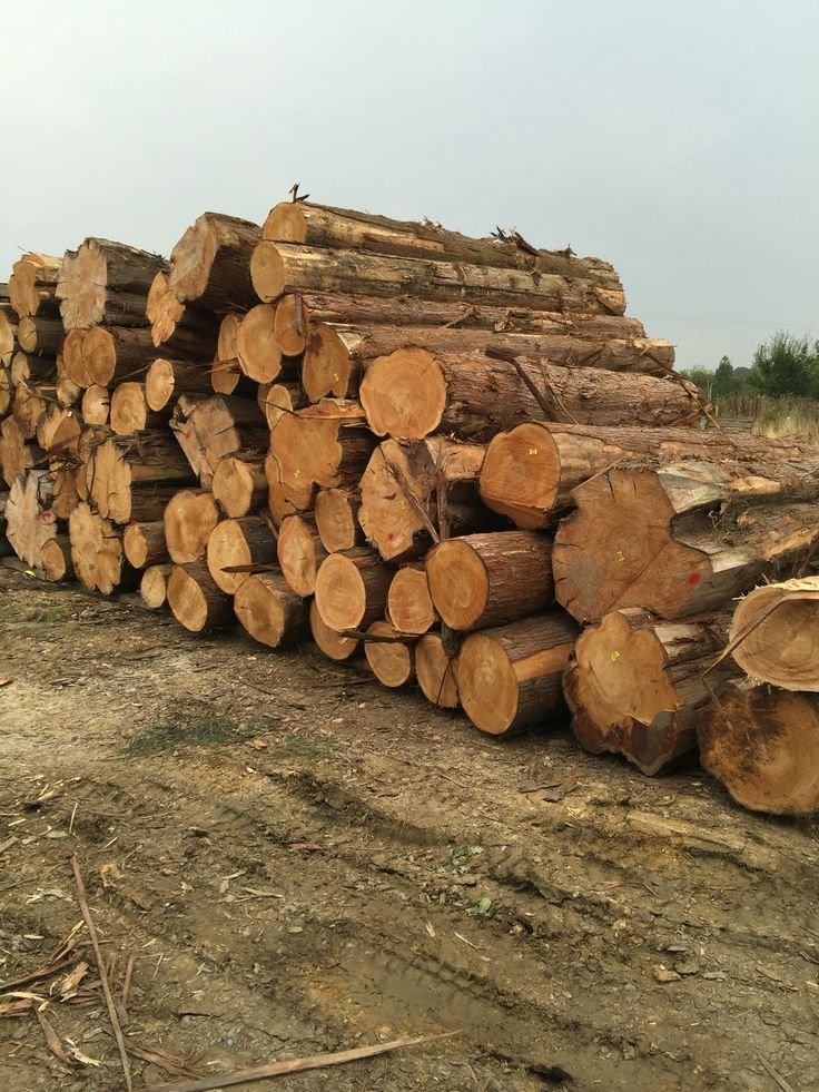 5 Best Types of Hardwood for Doors